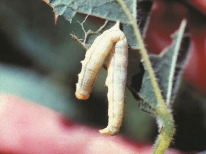 Atrativo alimentar captura mariposas, impede infestações de milhões de lagartas e maximiza a produtividade de cultivos