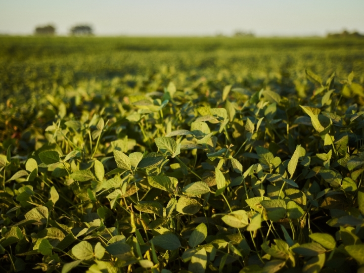 Pastagem, soja e cana ocupam 77% da área de agropecuária no Brasil