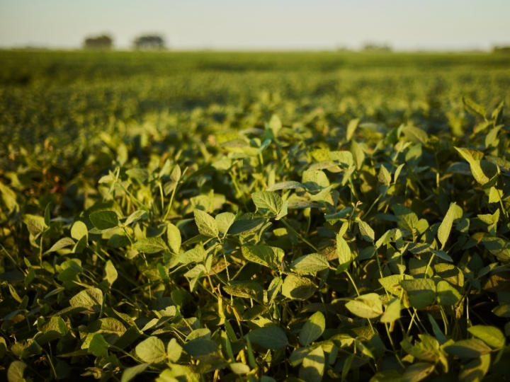 Produção de soja no Brasil cresce, mas ferrugem asiática coloca colheita em risco