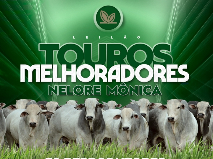 Nelore Monica realiza leilão com oferta de 70 touros melhoradores
