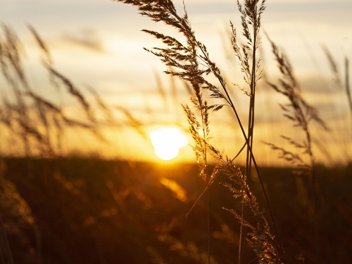 2024 é o ano mais quente já visto na Terra, segundo observatório europeu