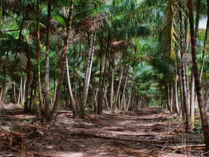Manejo sustentável ajuda a recuperar produção de açaí no Maranhão