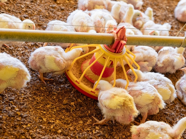 AUSTER-AVES-DE-CORTE-FOTO-DIVULGACAO