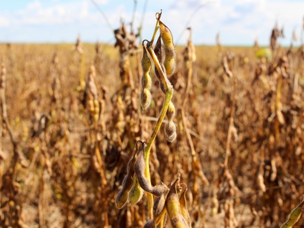 Processo de dessecação da soja beneficia tanto a cultura atual quanto a da próxima safra a ser implementada