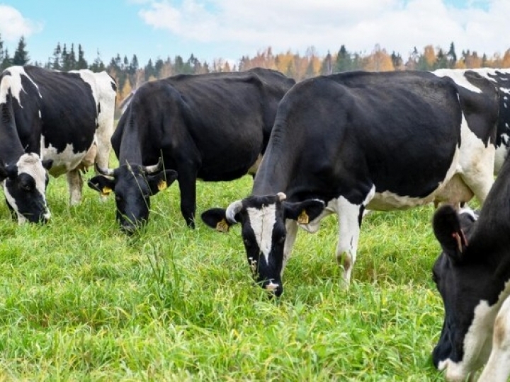 Selantes para mastite melhoram saúde mamária das vacas e qualidade do leite, diz veterinário