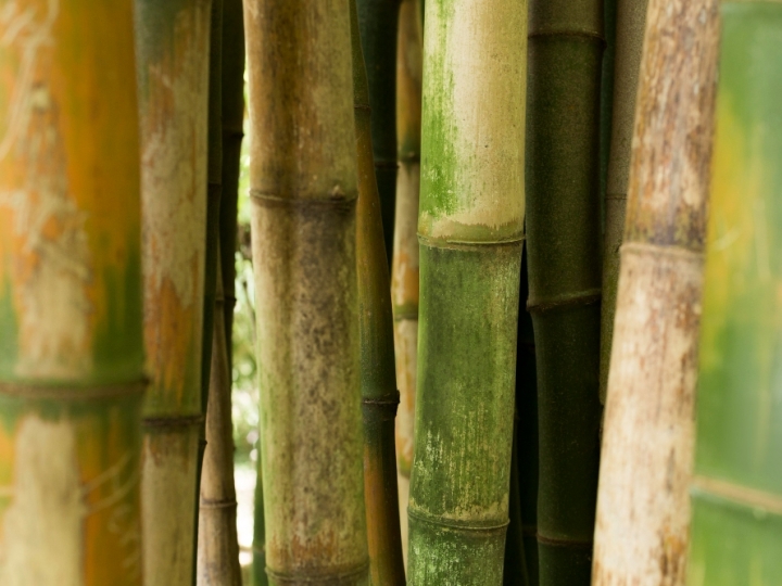 Minas Gerais bate recorde com 81,6 milhões de toneladas de cana moídas na safra 2024/2025