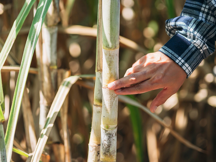  Síndrome da murcha da cana avança no Brasil e chega a impactar até 45% da produtividade no campo
