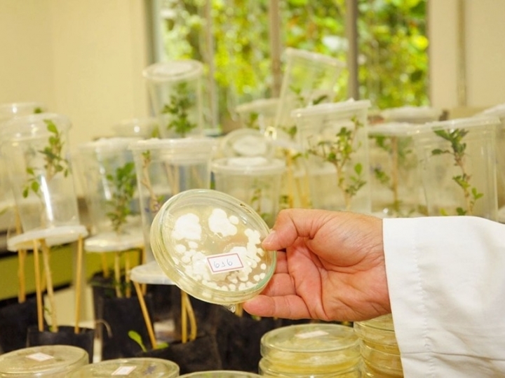 CONTROLE BIOLÓGICO: Mais de 70% dos produtos microbiológicos do País utilizam cepas desenvolvidas pelo Instituto Biológico da SAA