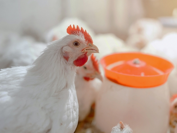 Phibro debate estrategias para enfrentar os desafios climáticos na produção de frangos na Conbrasfran. Foto: Divulgação