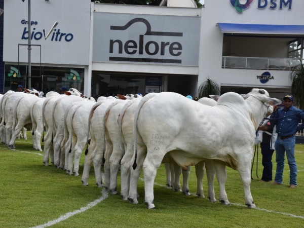 A raça Nelore está preparada para mais um ano de muito sucesso. Foto: Divulgação