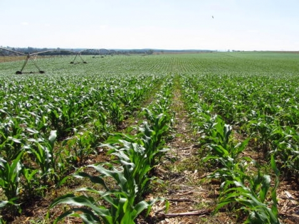 ORIGEO-Plantacao-de-milho-Credito-Marina-Torres-Paulo-Ribeiro-Embrapa