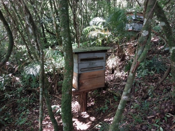 Chapa de inox acelera a propolização e proporciona ganho na produtividade, o que rende prêmios ao apicultor