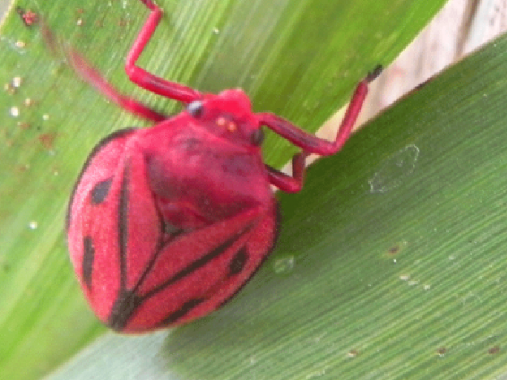 Pragas do solo desafiam a produtividade da cana-de-açúcar nos principais polos agrícolas do Brasil