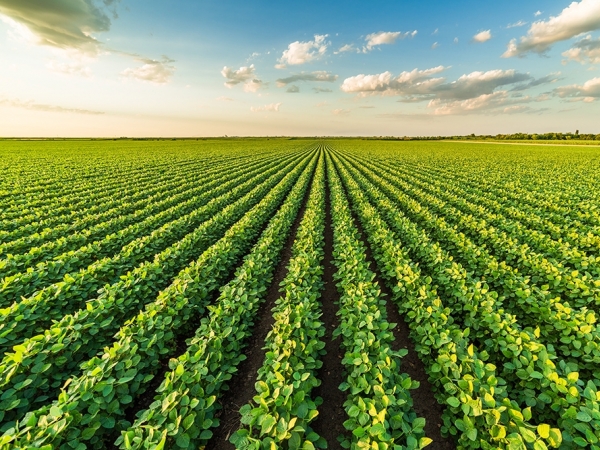 UPL-mostra-experimentos-com-novas-solucoes-para-soja-no-Show-Rural crédito: divulgação