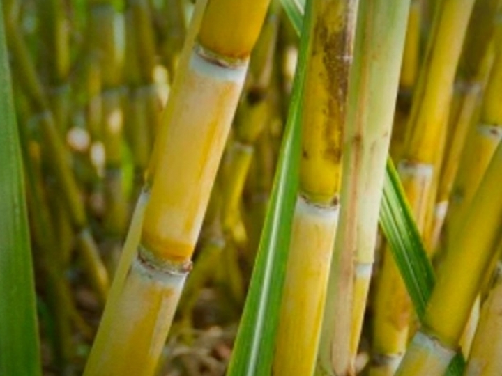 Açúcar brasileiro é cobrado em mais de 100% nos EUA, diz Unica