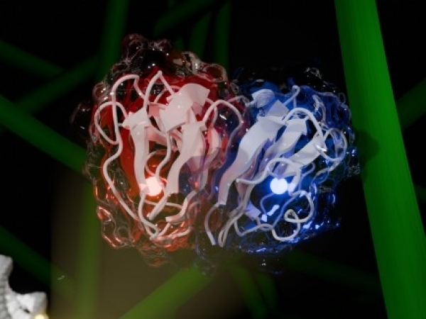 A estrutura dimérica da enzima CelOCE agindo sobre as fibras de celulose, representadas pelos bastões verdes (figura: Mario Murakami/CNPEM)