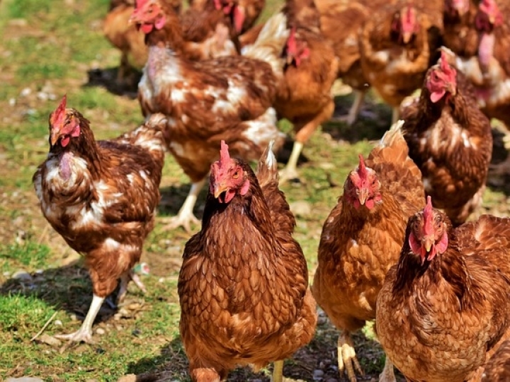 USDA concede licença à Zoetis para venda de vacina contra gripe aviária