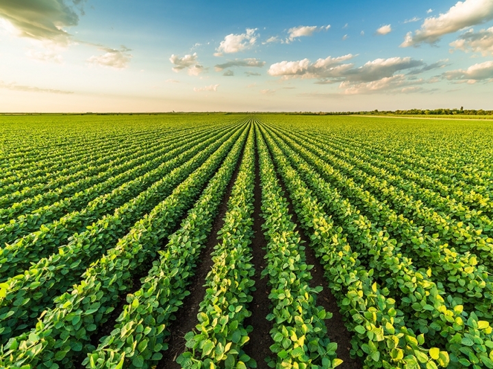 25 de fevereiro é o Dia do Agronegócio