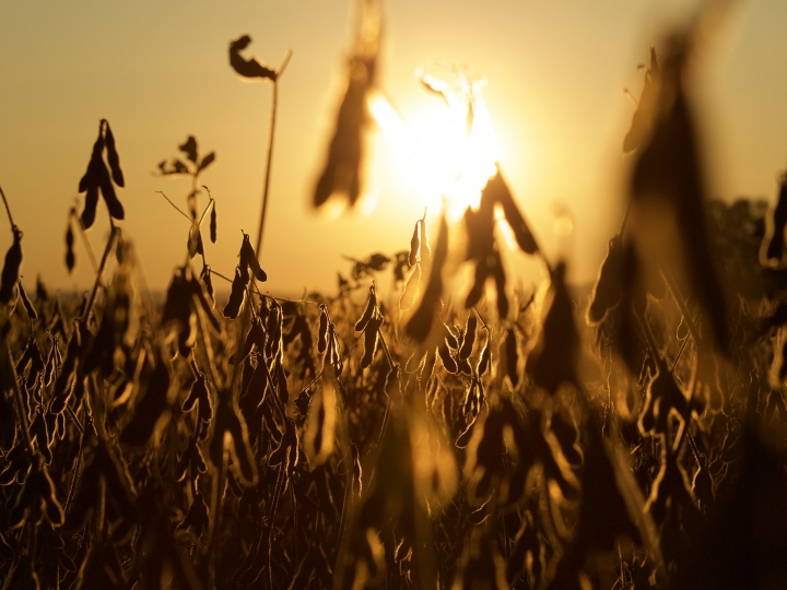 Estresse abiótico na soja desafia agricultores na safra 2024/2025 