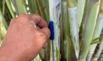 A bioirrigação e o gotejamento