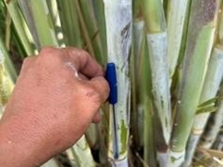 A bioirrigação e o gotejamento