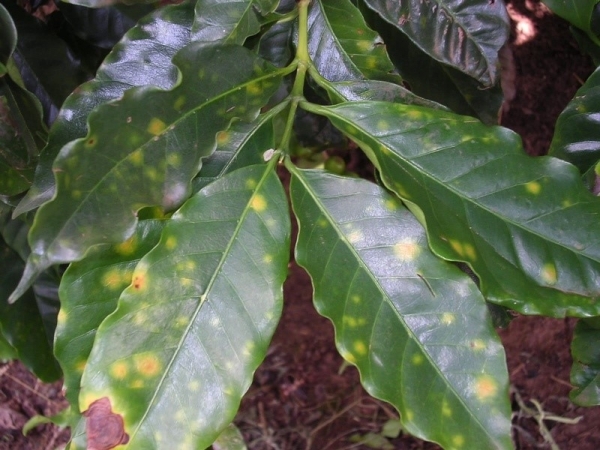 Ferrugem do cafeeiro - Hemileia vastatrix