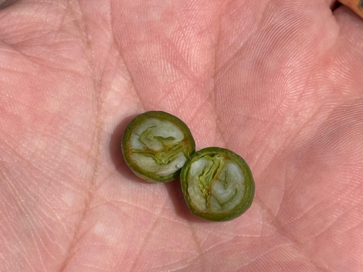 Onda de calor e estiagem ameaçam safra de café no Brasil