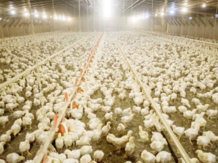 Exportação de carne de frango bate recorde e sustenta preços no Sul