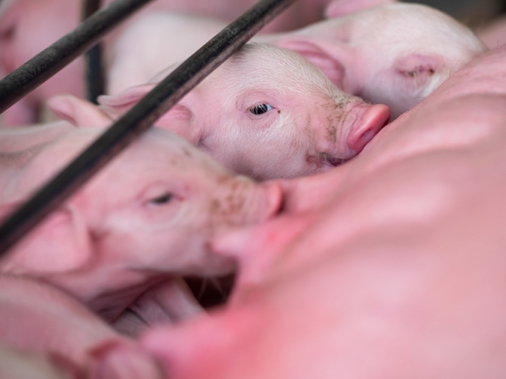Saúde intestinal dos suínos: a chave para desempenho, bem-estar e rentabilidade