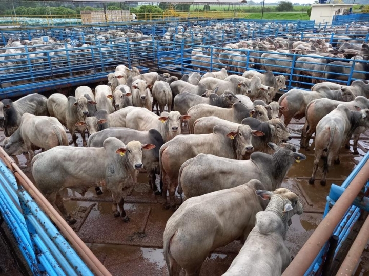 Carne do Brasil, Um Negócio Global e Acelerado de US$ 13 Bilhões   