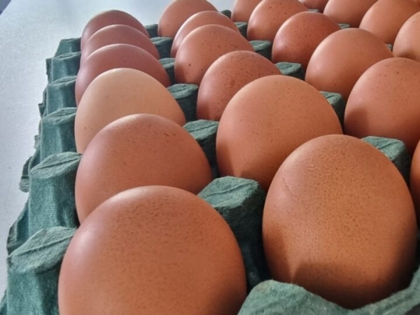 Foto: Rodarte/Agro em Campo