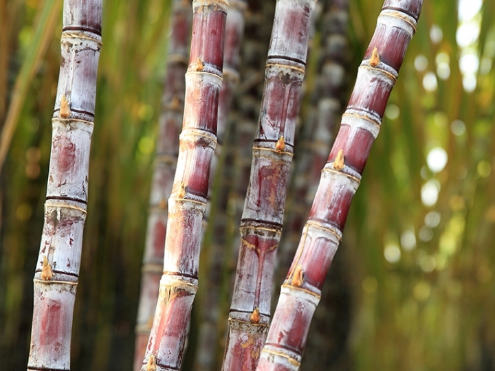 Cigarrinha das raízes: ameaça crescente para cana-de-açúcar que gera prejuízos econômicos, afetando tanto agricultores quanto indústria 