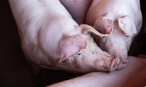 Correto manejo pré-abate de suínos é determinante para garantir o bem-estar dos animais e a qualidade da carne