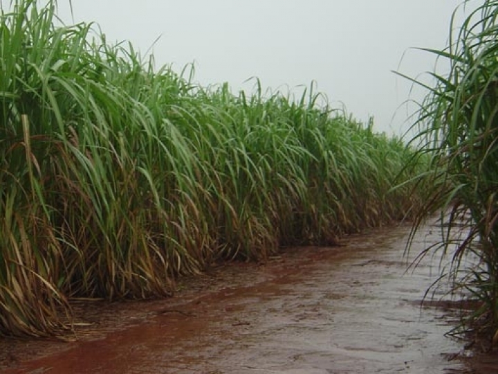 Chuvas impactam colheita e moagem atinge 38,78 mi de toneladas na 1ª quinzena de junho