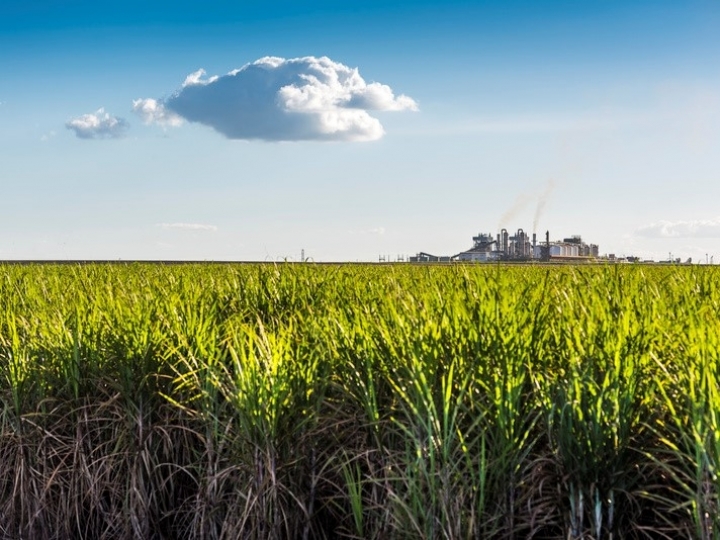 Rendimento da cana no Centro-Sul cai em junho, aponta CTC