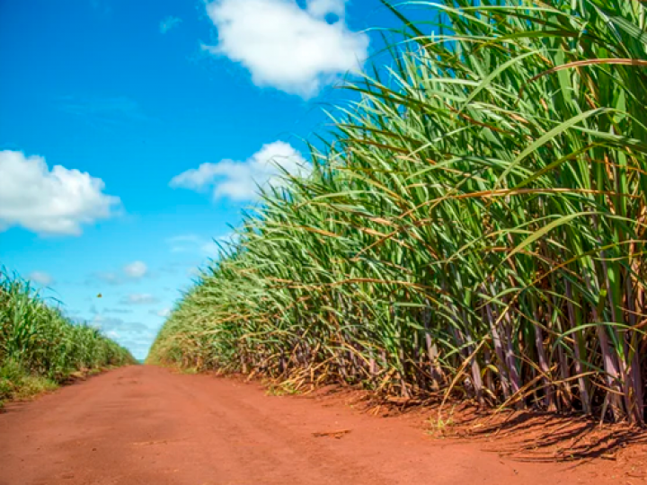 Bevap capta R$ 21 milhões em FIDC para financiar fornecedores de cana