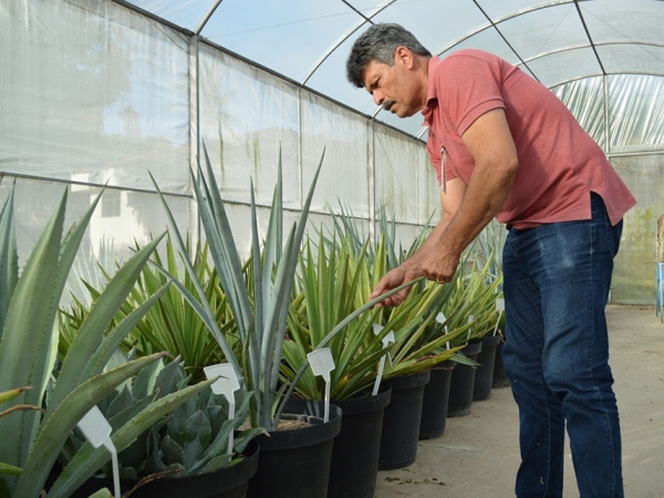 Foto: Alexandre Oliveira (de Tarcísio Gondim, pesquisador)
