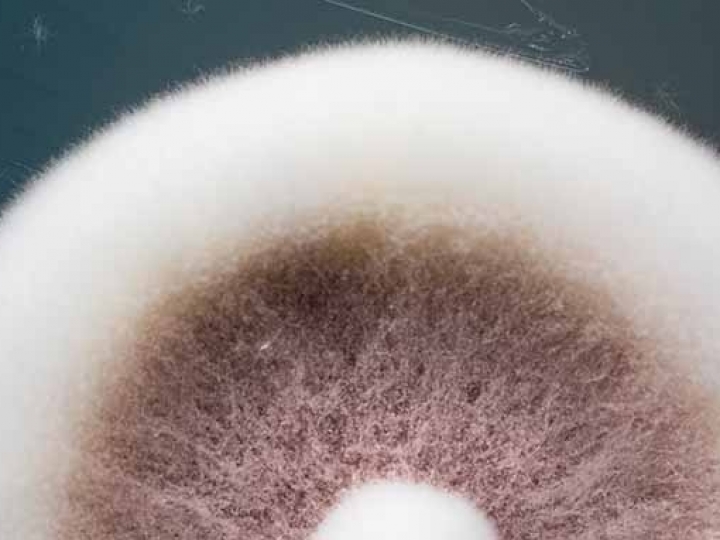 Octane®: ação microbiológica completa no controle da cigarrinha-das-raízes