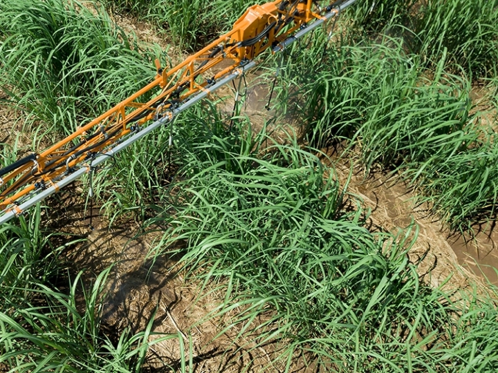 Centro-Sul do Brasil deve processar 625 milhões de toneladas de cana-de-açúcar na safra 2026/27, projeta DATAGRO