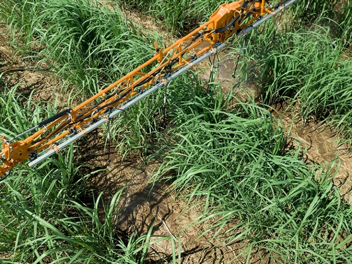 Cana: Ridesa Brasil lança 18 variedades em Ribeirão Preto (SP)