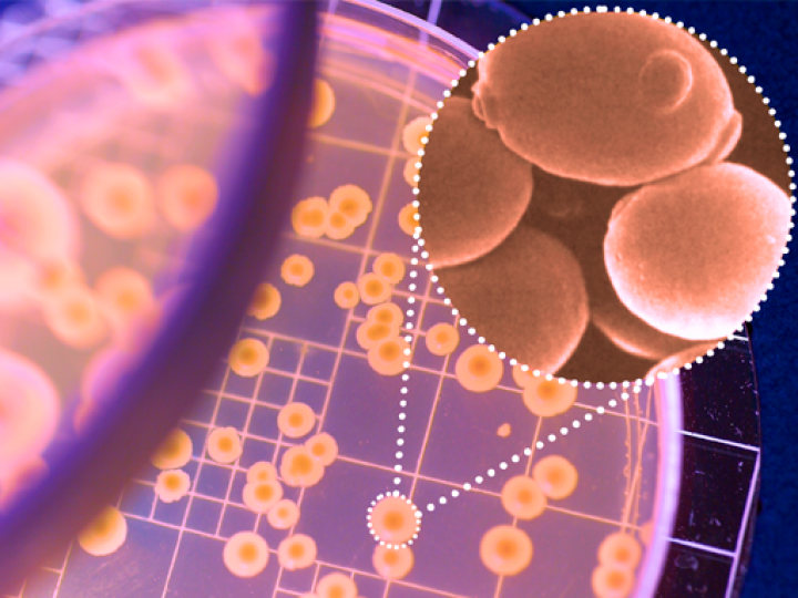 Leveduras Personalizadas Fermentec: Inovação Científica para Alta Performance na Produção de Etanol