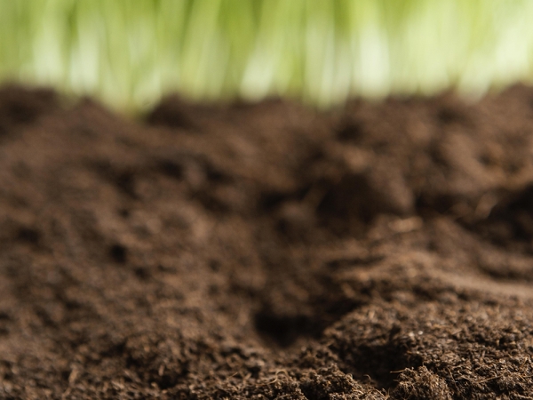 Criado pela Organização das Nações Unidas para a Alimentação e Agricultura (FAO), o Dia Mundial do Solo busca conscientizar sobre a degradação dos solos