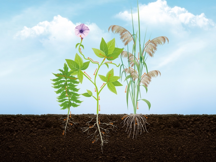 Ciência aplicada ao campo: por que os estudos sobre resistência cresceram 