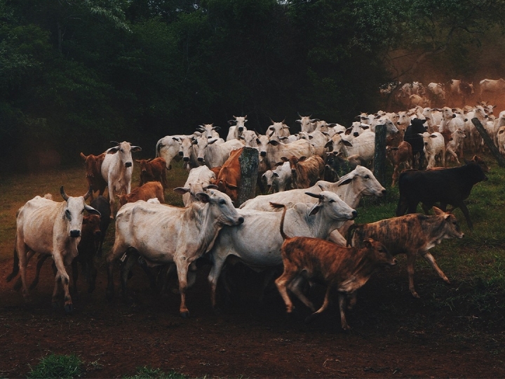 Média diária exportada de carne bovina cresce 48,9% até a segunda semana de dezembro/25