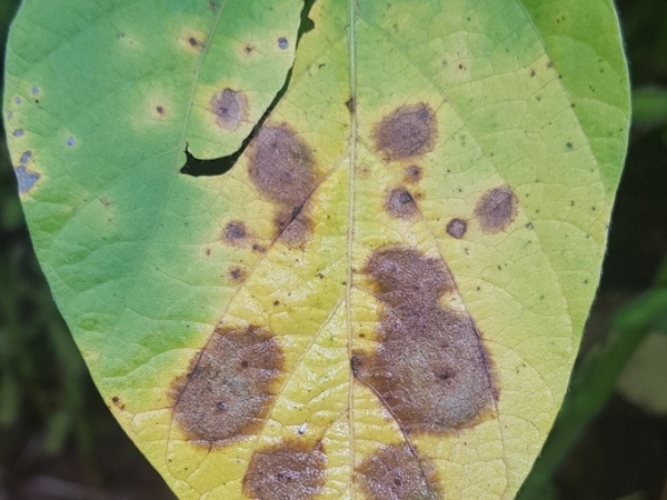 Imagem do ataque da mancha-alvo (Crédito: Sumitomo Chemical).