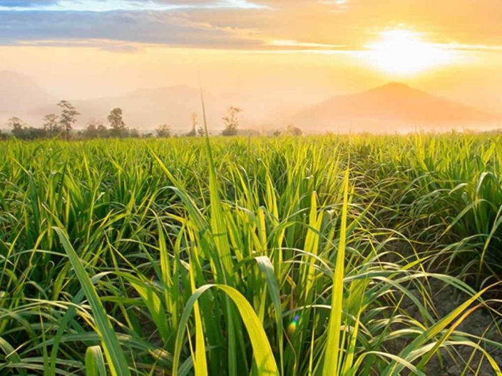 Novas perspectivas para o etanol: muito além do uso automotivo