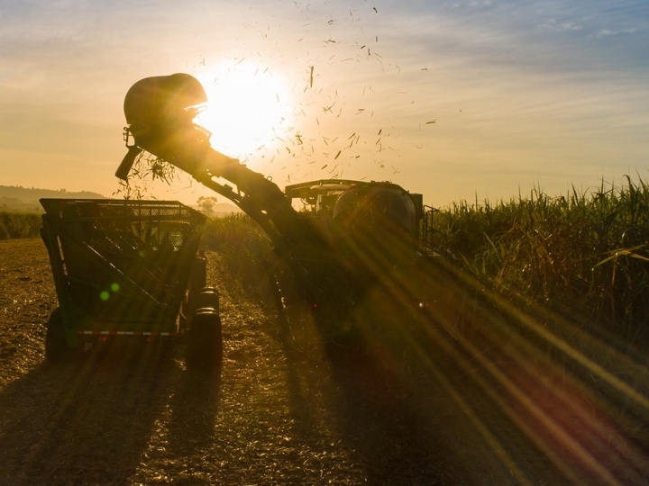 Safra de cana supera 11,2 milhões de toneladas processadas em Alagoas