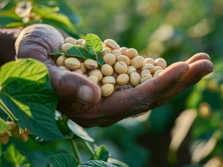 Soja/Cepea: Colheita da safra 25/26 é iniciada; expectativa é de boa produtividade