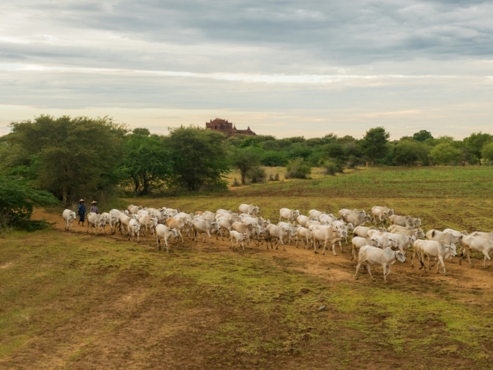    Controle de plantas daninhas em áreas de pastagem pode aumentar o carbono no solo