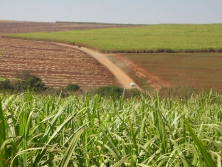 Produtividade da cana-de-açúcar em dezembro de 2025 cresce 26,6% no Centro-Sul, diz CTC